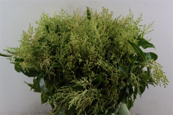 <h4>Troene Blooming P Bunch</h4>