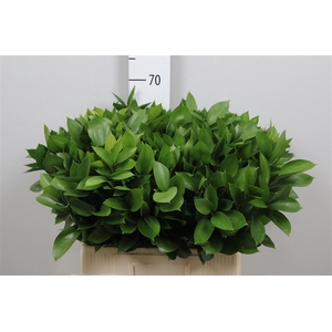 Ruscus Hypophyllum