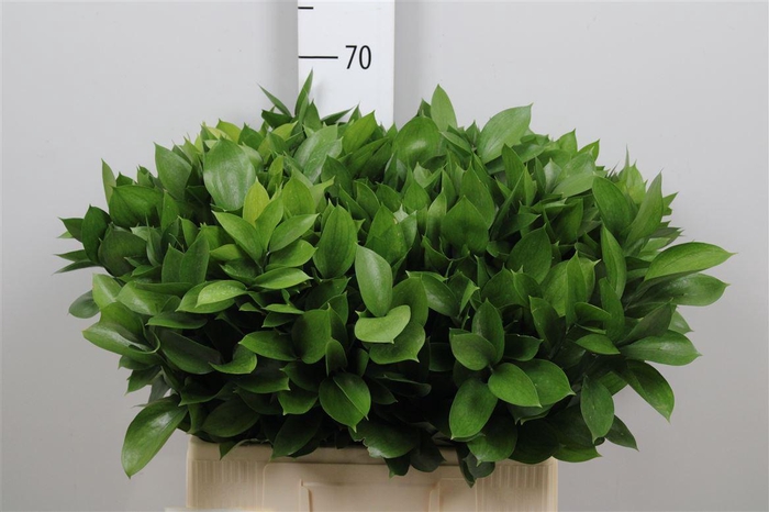 <h4>Ruscus Hypophyllum</h4>