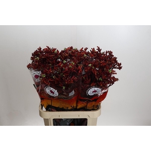 Kangaroo Paw Early Spring