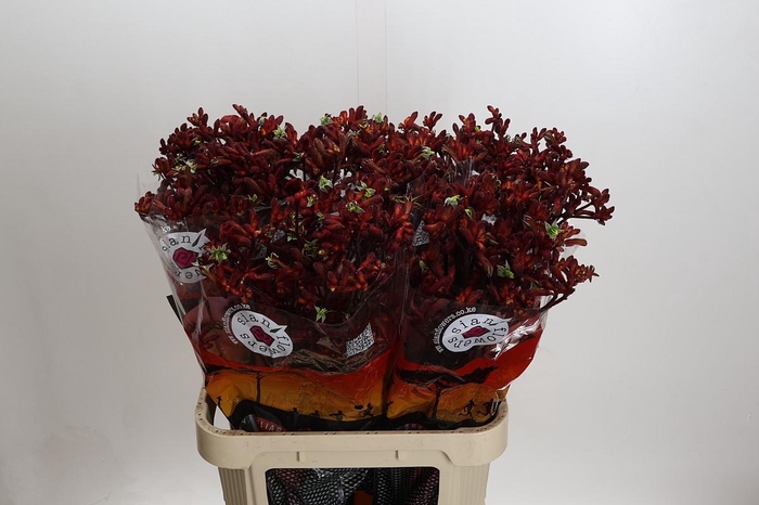 <h4>Kangaroo Paw Early Spring</h4>