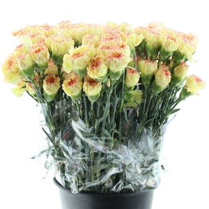 Di St Ateca Yellow/ Orange