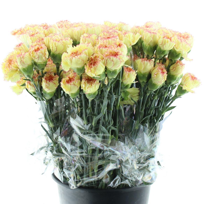 <h4>Di St Ateca Yellow/ Orange</h4>