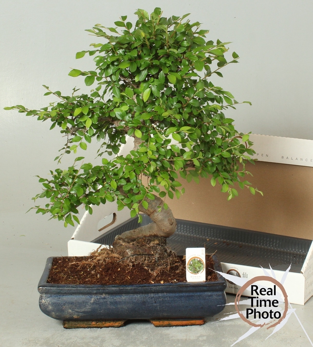 <h4>BONSAI GEM</h4>