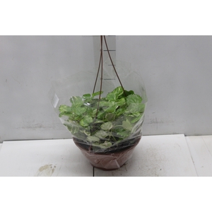 DOLAR VARIEGATA C21