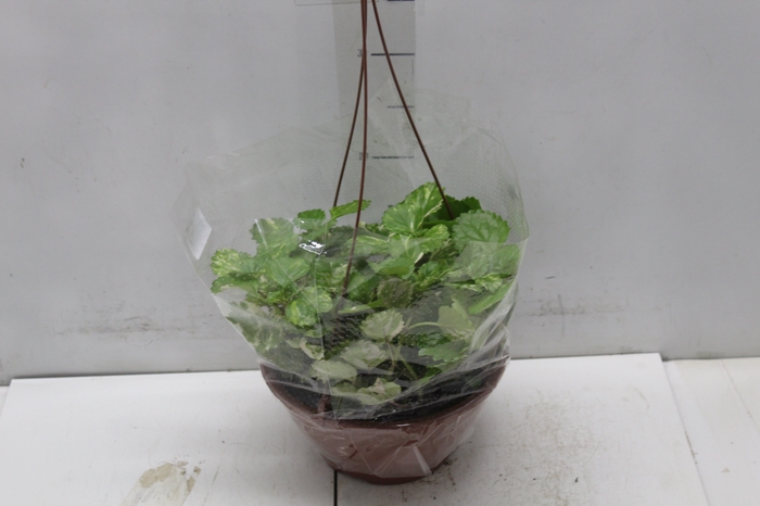 <h4>DOLAR VARIEGATA C21</h4>