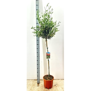 OLEA EUROPAEA