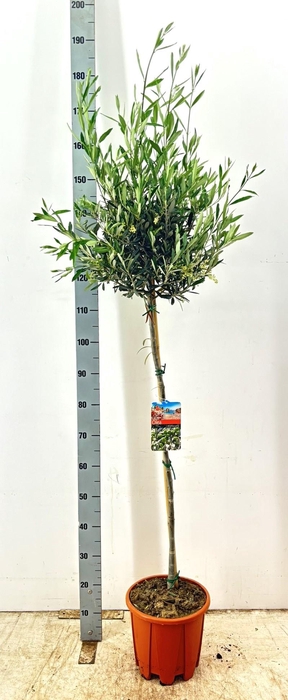 <h4>OLEA EUROPAEA</h4>