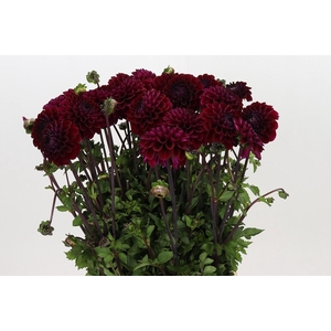 Dahlia Happy Jill