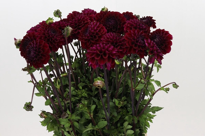 <h4>Dahlia Happy Jill</h4>