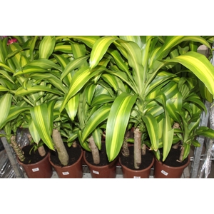 DRACENA MASSANGEANA P24