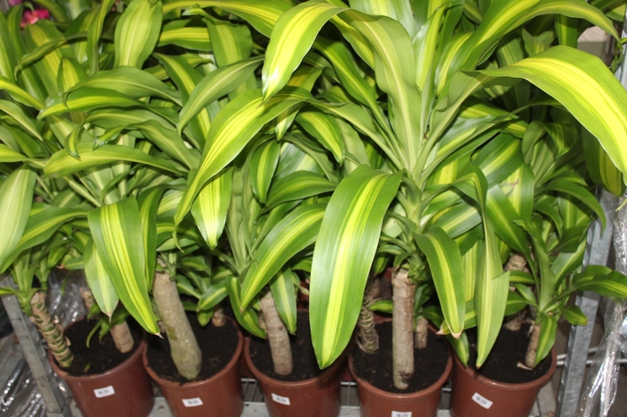 <h4>DRACENA MASSANGEANA P24</h4>