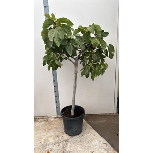 FICUS CARICA