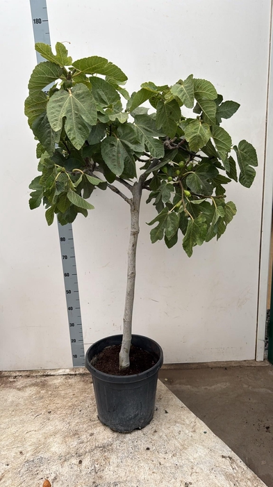 <h4>FICUS CARICA</h4>
