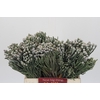 Kaaps Groen Silver Brunia