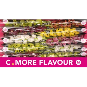 Mini cymbidium 'Mix 60 cm'