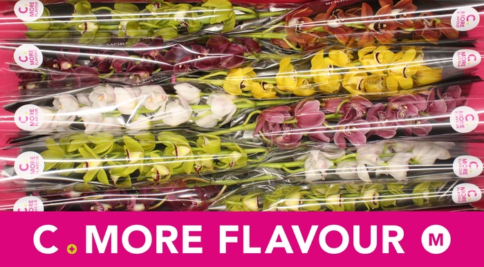 <h4>Mini cymbidium 'Mix 60 cm'</h4>