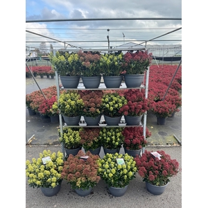 Skimmia Mix Laag P32 (schaal)