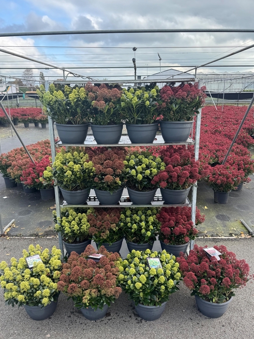 <h4>Skimmia Mix Laag P32 (schaal)</h4>