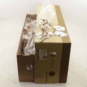 GOSSYPIUM WEISS  8BL