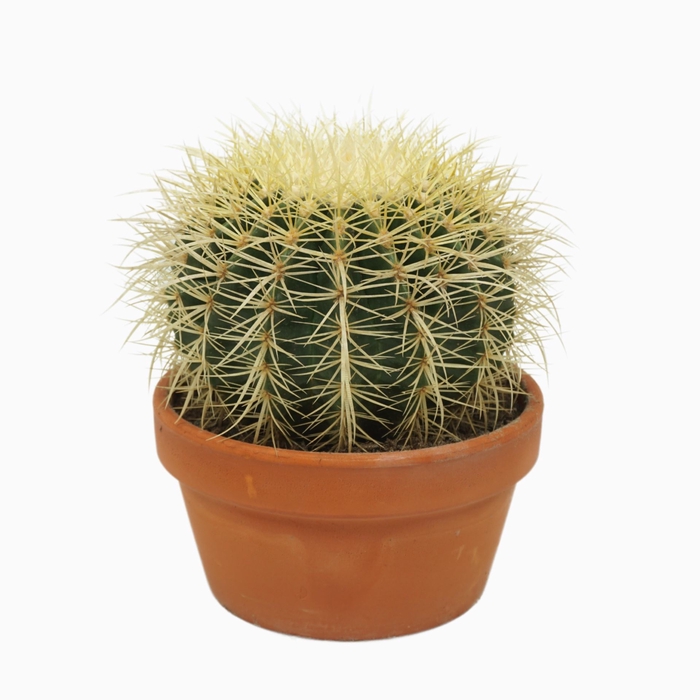 <h4>Echinocactus grusonii</h4>