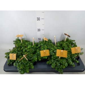 Sedum makinoi 'Kosmosje'