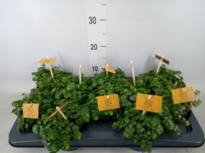 <h4>Sedum makinoi 'Kosmosje'</h4>