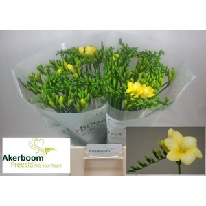 Freesia enk Maya