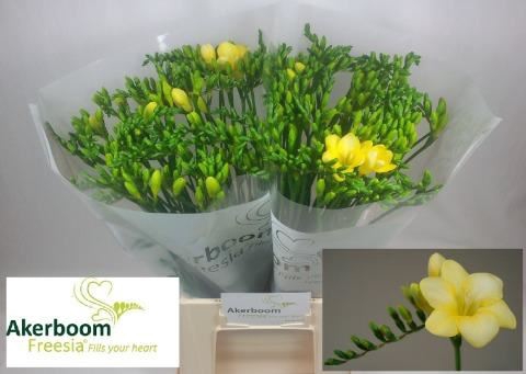 Freesia enk Maya