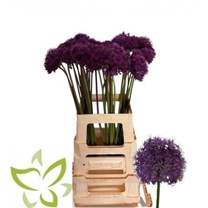 ALLIUM PURPLE SENS