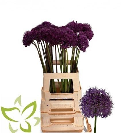 <h4>ALLIUM PURPLE SENS</h4>