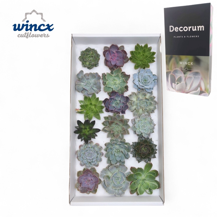 <h4>Echeveria Mix (wincx) Cutfl (18spc.) Wincx-8cm</h4>