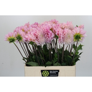 Dahlia Sweet Nathalie