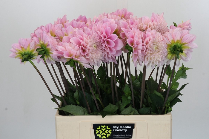 <h4>Dahlia Sweet Nathalie</h4>