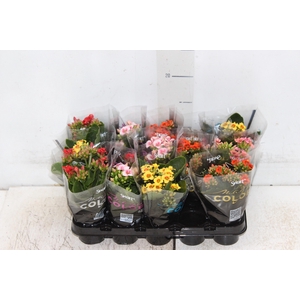 KALANCHOE P06 BICOLOR