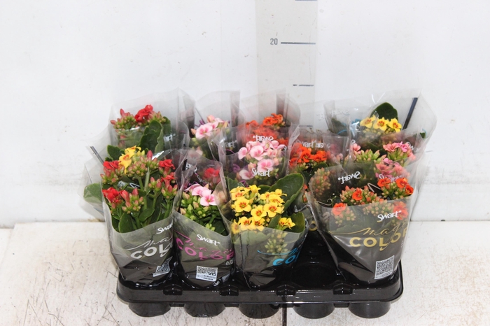 <h4>KALANCHOE P06 BICOLOR</h4>