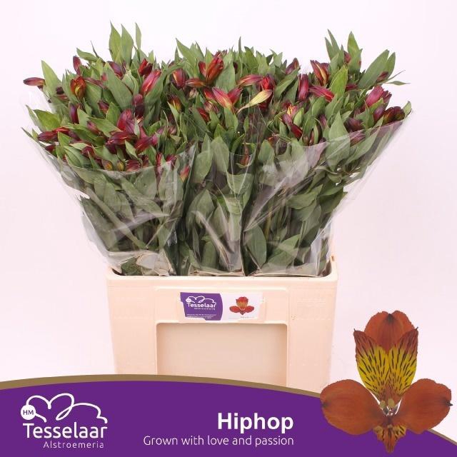 <h4>ALSTR HIPHOP</h4>