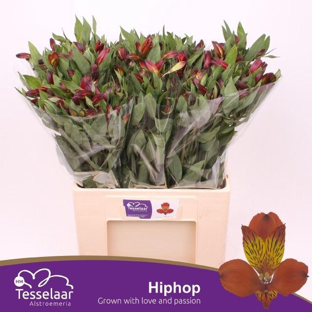 <h4>ALSTR HIPHOP</h4>