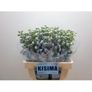 Delph Guardian Lavender Kisima