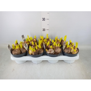 Hyacinthus orie. 'Multifl' ..