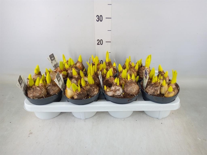 <h4>Hyacinthus orie. 'Multifl' ..</h4>