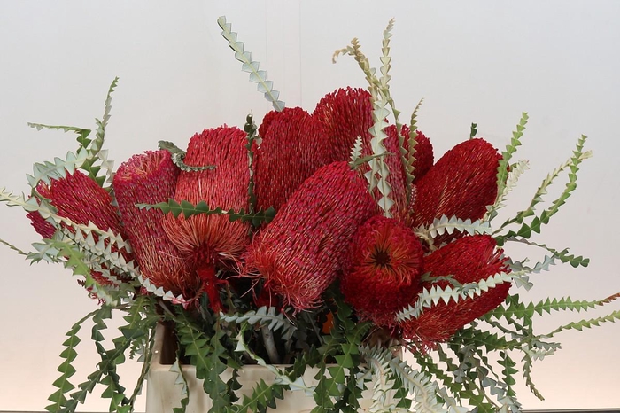 <h4>Banksia Speciosa Red</h4>