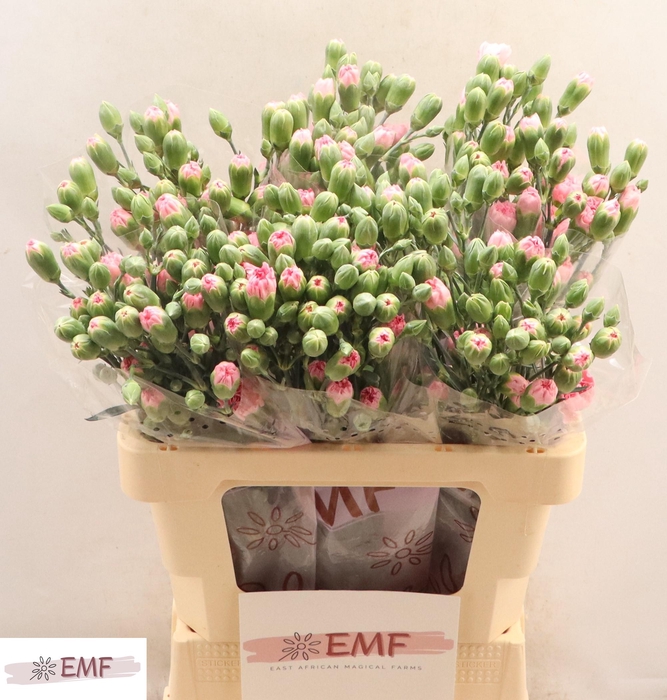 <h4>DI TR ROSADITA</h4>