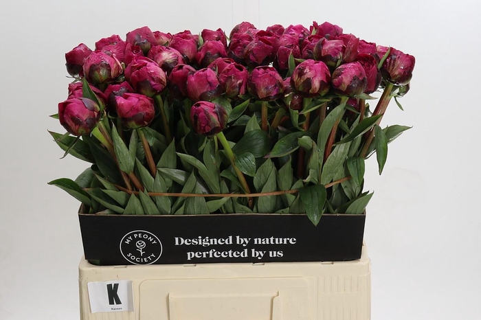 <h4>Paeonia Kansas</h4>