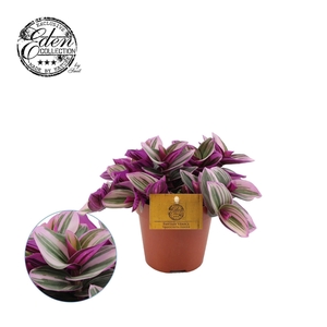 Tradescantia cerinth. 'Nanouk'