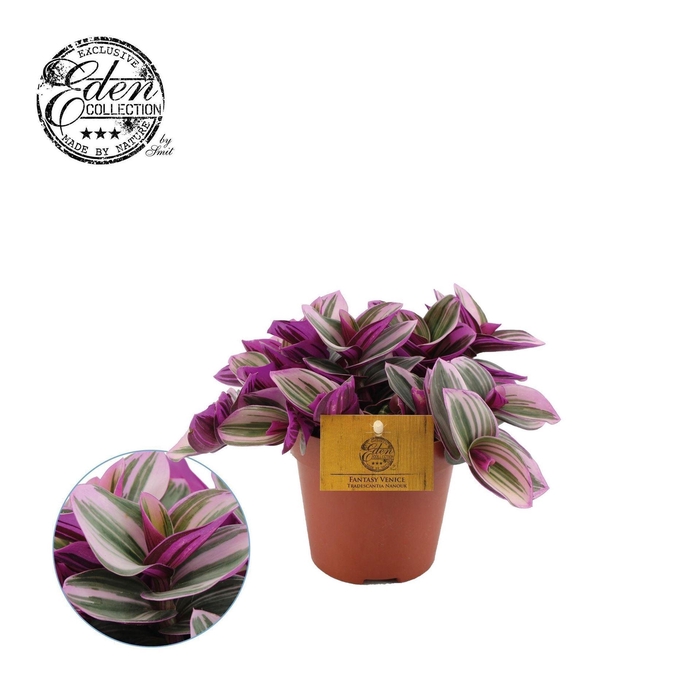 <h4>Tradescantia cerinth. 'Nanouk'</h4>