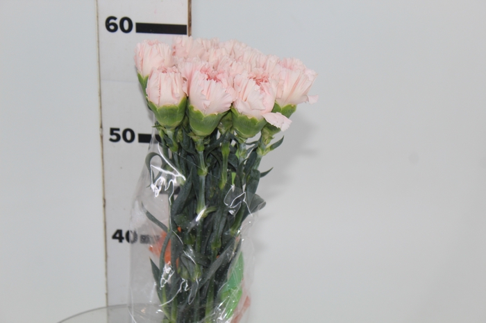 <h4>CRAVO HANOI 060 CM</h4>