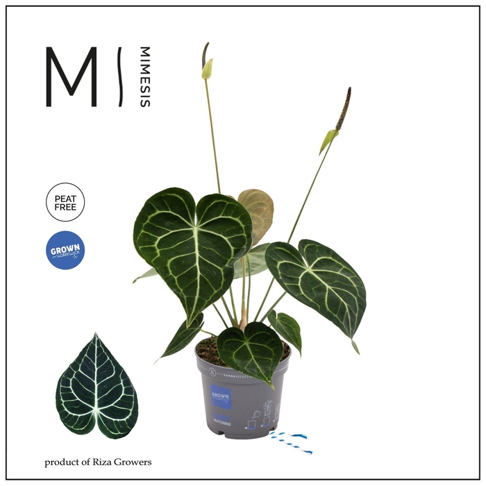 <h4>Mimesis Crystallium KARMA Clarinervium - 12 cm</h4>