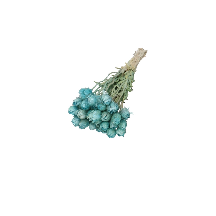 <h4>Droogbloem Kaaps 45cm</h4>