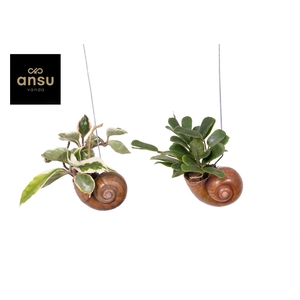 Hoya Shelly Hang (Los)